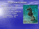 Морские Коньки. Морские коньки (лат. Hippocampus) — род небольших морских костистых рыб семейства морских игл отряда иглообразных. Число видов — около 50.