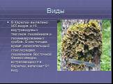 В Карелии выявлено 965 видов и 46 внутривидовых таксонов лишайников и лихенезированных грибов. В настоящее время окончательный список редких лишайников Восточной Фенноскандии, встречающихся в Карелии, включает 91 вид. Виды