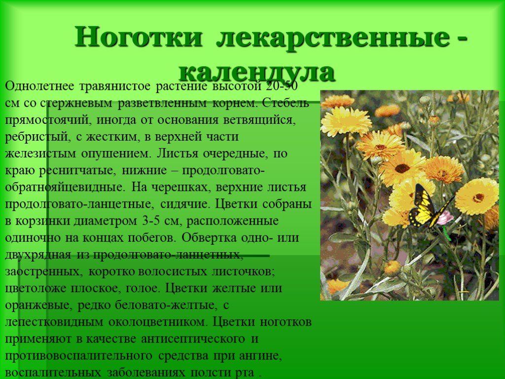 Доклад на тему лекарственную. Лекарственные растения. Лечебные растения. Растения лекарственные растения. Лекарственные растения доклад.