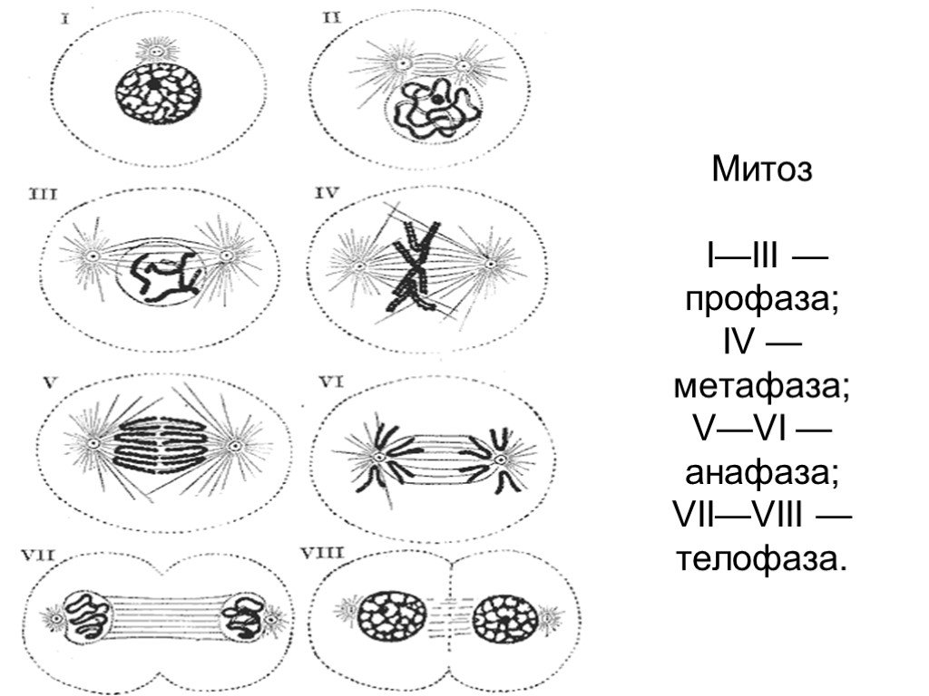 Анафаза митоза рисунок. Профаза прометафаза метафаза. Фазы митоза профаза метафаза анафаза телофаза. Метафаза и телофаза митоза. Профаза прометафаза метафаза анафаза телофаза.