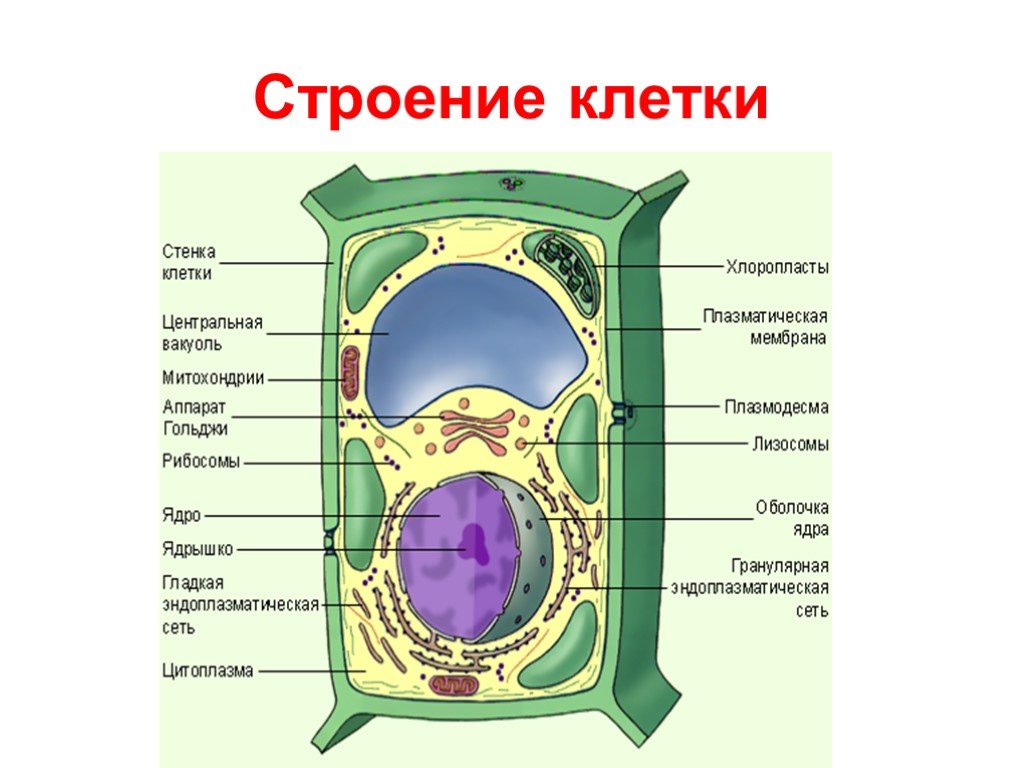 Клеточная стенка 5 класс. Схема строения растительной клетки и функции. Строение ядра клетки растения. Клетка растения стенка клетки пластиды вакуоли. Строение клетки мембрана цитоплазма органоиды ядро.