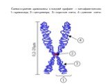 Схема строения хромосомы в поздней профазе — метафазе митоза. 1—хроматида; 2—центромера; 3—короткое плечо; 4—длинное плечо.