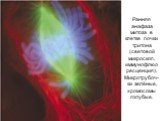 Ранняя анафаза митоза в клетке почки тритона (световой микроскоп, иммунофлюоресценция). Микротрубоч-ки зелёные, хромосомы голубые.