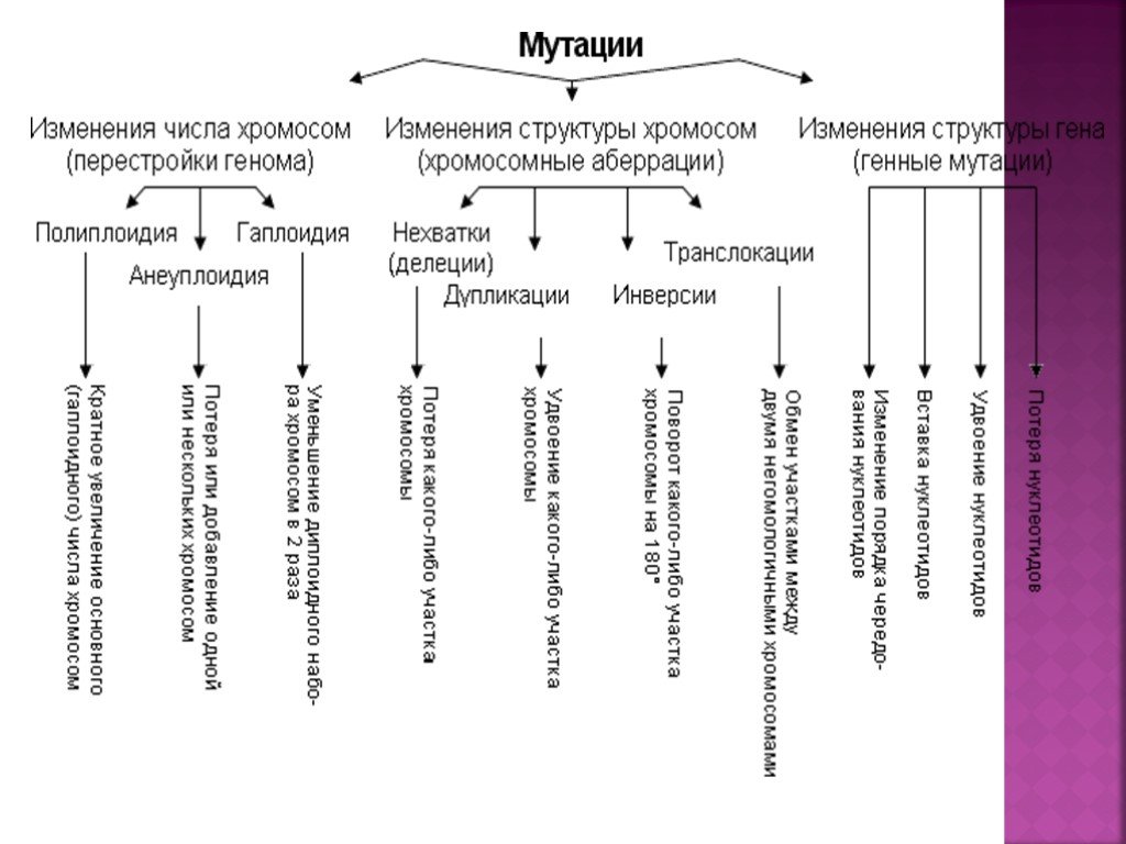Изменение количества хромосом мутация. Классификация мутаций генные хромосомные геномные таблица. Классификация геномных мутаций таблица. Схема классификации мутаций хромосомные геномные. Изменчивость генная геномная хромосомная.