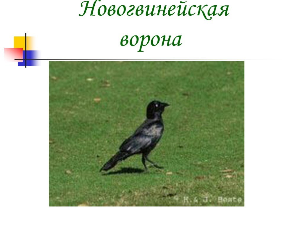 Ворон презентация. Поведение вороны. Поведение ворон наблюдение. Поведение птиц ворон. Особенности поведения ворон.