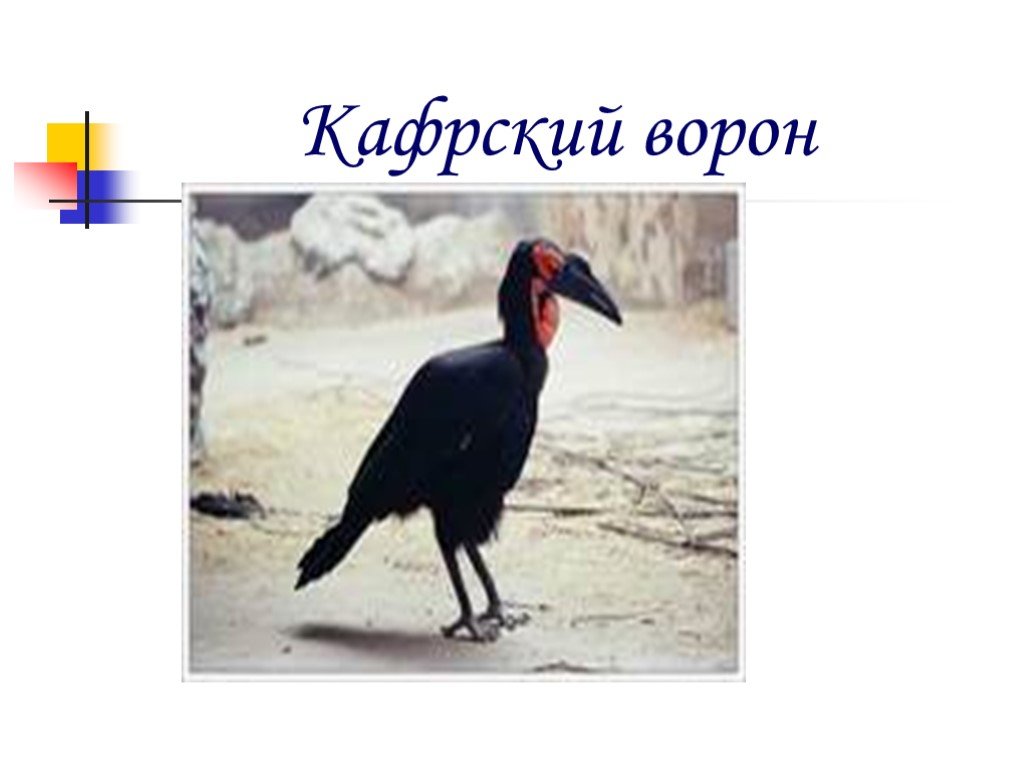 Презентация ворона. Поведение ворон. Тасманский ворон. Ворона наблюдение за поведением. Особенности поведения вороны.