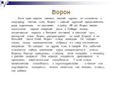 Ворон Хотя крик ворона назвать песней трудно, он относится к подотряду певчих птиц. Ворон – самый крупный представитель рода вороновых, он достигает в длину 66 см. Ворон имеет однотонное черное оперение (хотя в Сибири иногда встречаются вороны с белыми пятнами) и сильный чуть изогнутый клюв. Ворон р