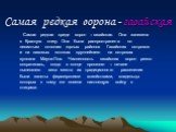 Самая редкая ворона - гавайская. Самая редкая среди ворон – гавайская. Она занесена в Красную книгу. Она была распространена по лесистым склонам горных районов Гавайских островов и на лавовых потоках крупнейшего на островах вулкана Мауна-Лоа. Численность гавайских ворон резко сократилась, когда в ко