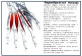 Червеобразные мышцы Латинское название lumbrical - червеобразный. Четыре небольших цилиндрических мышцы к каждому пальцу, названных в соответствии со своей формой. Место отхождения - Сухожилия глубокого сгибателя пальцев на ладони. Место прикрепления - Латеральная (лучевая) сторона соответствующего 