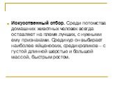 Искусственный отбор. Среди потомства домашних животных человек всегда оставляет на племя лучших, с нужными ему признаками. Среди кур он выбирает наиболее яйценоских, среди кроликов – с густой длинной шерстью и большой массой, быстрым ростом.