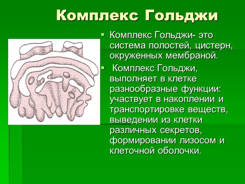 Окружен мембранами. Комплекс Гольджи функции. Комплекс Гольджи в клетке выполняет функцию. Комплекс Гольджи система цистерн. Комплекс Гольджи локализация в клетке.