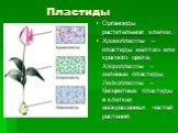 Пластиды. Органоиды растительной клетки. Хромопласты – пластиды жёлтого или красного цвета; Хлоропласты – зелёные пластиды; Лейкопласты – бесцветные пластиды в клетках неокрашенных частей растений.