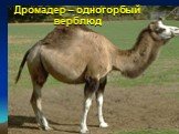 Дромадер – одногорбый верблюд