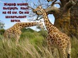 Жираф может высунуть язык на 45 см. Он им захватывает ветки.