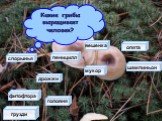 грузди. Какие грибы выращивает человек? вешенка шампиньон опята