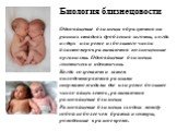 Биология близнецовости Однояйцевые близнецы образуются на ранних стадиях дробления зиготы, когда из двух или реже из большего числа бластомеров развиваются полноценные организмы. Однояйцевые близнецы генетически идентичны. Когда созревают и затем оплодотворяются разными сперматозоидами две или реже 