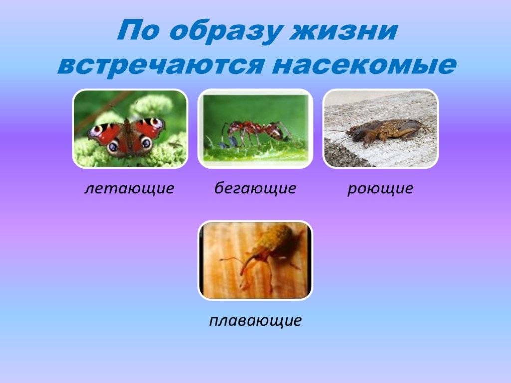 Какие среды освоили жуки. Насекомые по среде обитания. Среды жизни насекомых. Места обитания насекомых. Класс насекомые среда обитания.