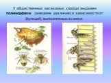 У общественных насекомых хорошо выражен полиморфизм (внешние различия) в зависимости от функций, выполняемых в семье.