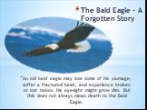An old bald eagle may lose some of his plumage, suffer a fractured beak, and experience broken or lost talons. His eyesight might grow dim. But this does not always mean death to the Bald Eagle. The Bald Eagle - A Forgotten Story
