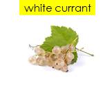 white currant