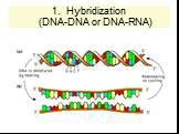 Hybridization (DNA-DNA or DNA-RNA)