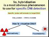 So, hybridization is a most obvious phenomenon to use for specific DNA detection. Specific probe self-anneals to target DNA. Only problem – DNA is invisible. How to visualize DNA? Radioactively Fluorescently