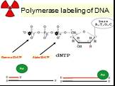 Polymerase labeling of DNA Gamma-33-ATP Alpha-32-ATP