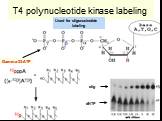 T4 polynucleotide kinase labeling. olig dNTP. Used for oligonucleotide labeling
