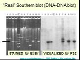 “Real” Southern blot (DNA-DNA blot). www.mun.ca/biology/scarr/ 3250_Southern_Blot_analysis.htm. STAINED by Et Br VIZUALIZED by P32