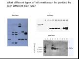 Southern northern western. What different types of information can be provided by each different blot type?