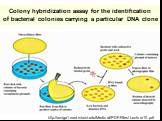 Colony hybridization assay for the identification of bacterial colonies carrying a particular DNA clone