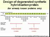 Design of degenerated synthetic hybridization probes (for already known proteins only)