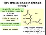 How streptavidin/biotin binding is working? Largest free energies of association of yet observed for noncovalent binding of a protein and small ligand in aqueous solution (K_assoc = 10**14). Complex is extremely stable. Streptavidin is a protein. 1 mole of SA binds 4 moles Bio. BIOTIN is a vitamin B
