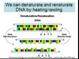 We can denaturate and renaturate DNA by heating/cooling. http://www.biology.arizona.edu/molecular_bio/problem_sets/m/graphics/05ta.gif