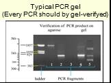 Typical PCR gel (Every PCR should by gel-verifyed)