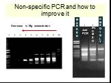 Non-specific PCR and how to improve it. Just PCR 5% D M S O D M S O + G L Y M A R K E R Decrease in Mg concentraton