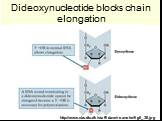 Dideoxynucleotide blocks chain elongation. http://www.cbs.dtu.dk/staff/dave/roanoke/fig5_38.jpg