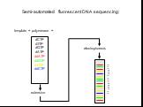 Semi-automated fluorescent DNA sequencing: template + polymerase +. dCTP dTTP dGTP dATP ddATP ddGTP ddTTP ddCTP. extension electrophoresis. A•T G•C A•T T•A C•G T•A G•C G•C A•T G•C T•A T•A C•G T•A G•C A•T