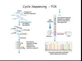Cycle Sequencing - PCR