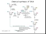 Chemical synthesis of DNA Chain grows: 3’-> 5’