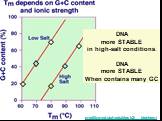 DNA more STABLE in high-salt conditions. DNA more STABLE When contains many GC