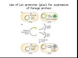 Use of Lac promoter (pLac) for expression of foreign protein