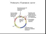Prokaryotic Expression vector