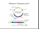 Eukaryotic Expression vector