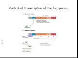 Control of transcription of the lac operon. Page 95
