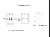 Northern Blot -> to study transcription level