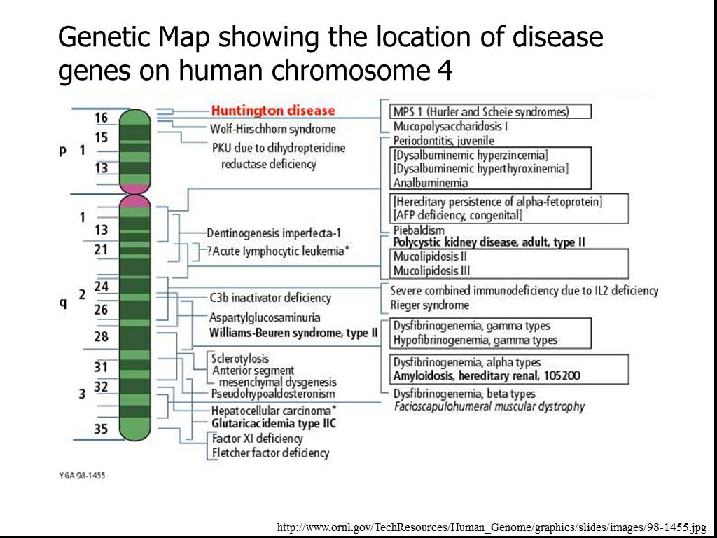 4 хромосома заболевание. Chromosome. Chromosomal diseases. 4 Chromosome. Chromosomes disease.