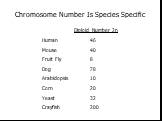 Chromosome Number Is Species Specific. Diploid Number 2n Human 46 Mouse 40 Fruit Fly 8 Dog 78 Arabidopsis 10 Corn 20 Yeast 32 Crayfish 200