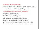 How many genes do we have? Original estimate was between 50 000 to 100 000 genes We now think human have ~ 25 000 genes How does this compare to other organisms? Mice have ~30 000 genes Pufferfish have ~35 000 gene The nematode (C. elegans), has ~19 000 Yeast (S. cerevisiae) there are ~6000 genes Th