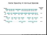 http://www.mun.ca/biology/desmid/brian/BIOL2250/Week_Two/genespac.jpg. Gene Spacing in Various Species